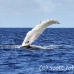 whale_humpback_h_00616_dom2672.jpg